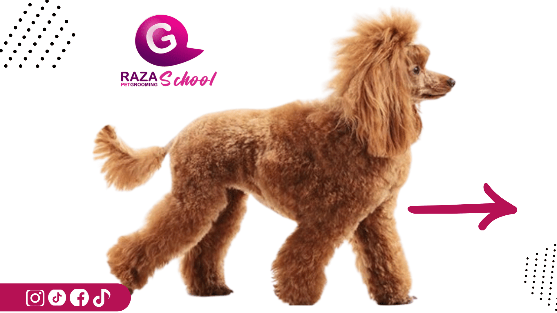 Clases de peluquería canina presenciales y prácticas 