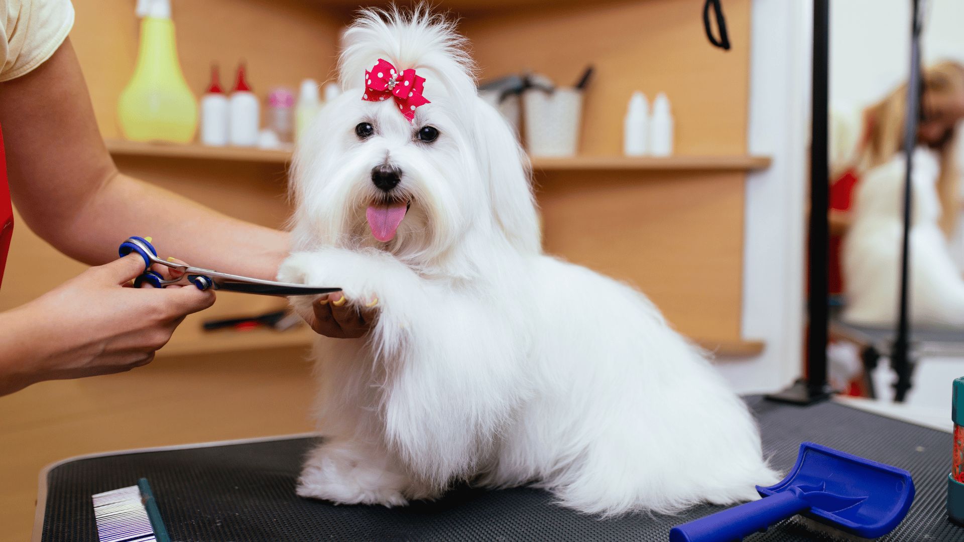 Cómo se realizan las clases de grooming canino