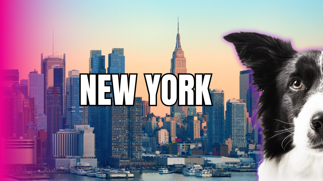 Pet grooming en New York Estados Unidos
