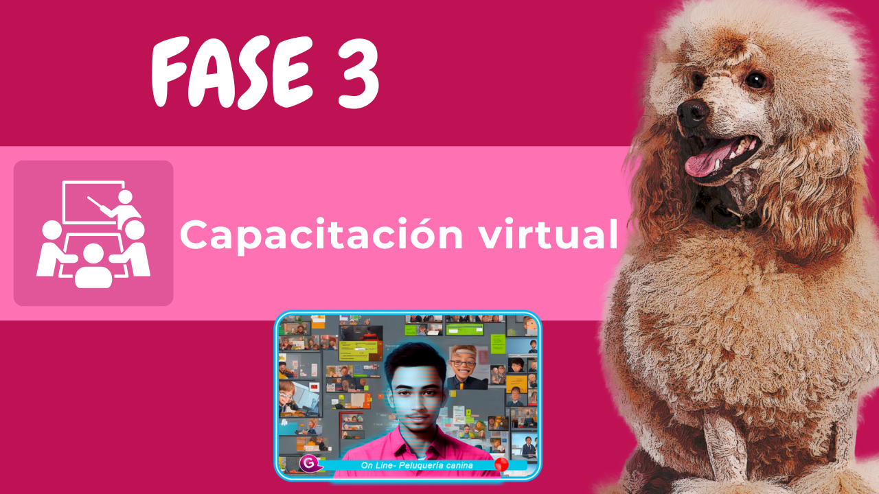 Fases de aprendizaje de peluquería canina en Estados Unidos 