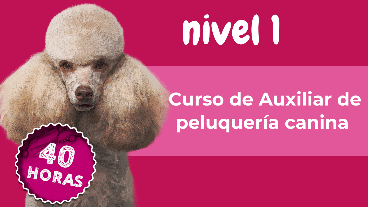 Cursos de peluquería canina en Estados Unidos 