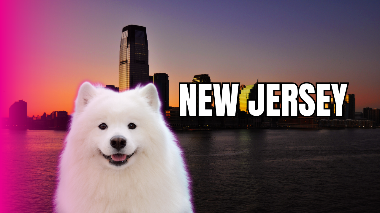 Curso de peluquería canina en New York | Estados Unidos 