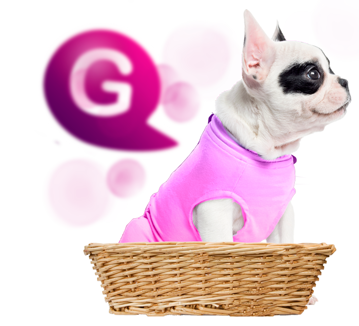 Cursos de peluquería canina en Estados Unidos y Colombia