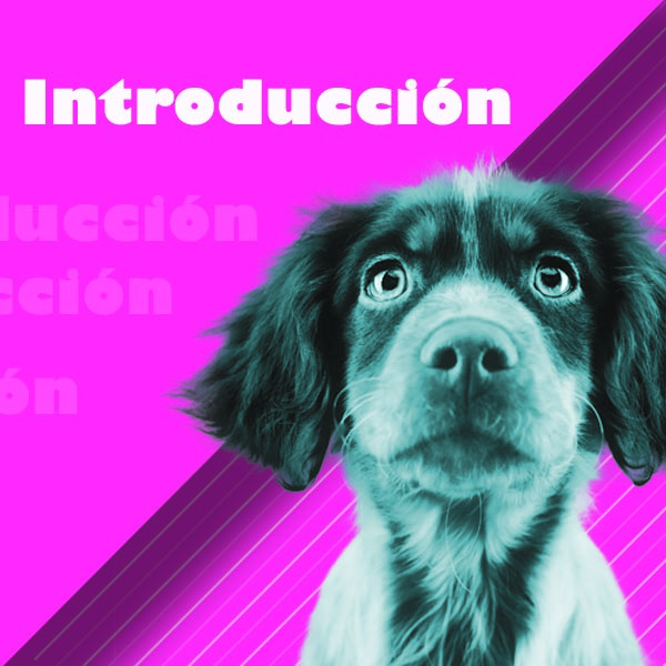 Curso de iniciación profesional en peluquería canina 2.0